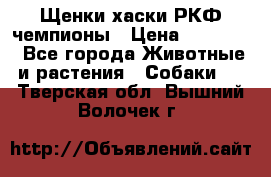 Щенки хаски РКФ чемпионы › Цена ­ 90 000 - Все города Животные и растения » Собаки   . Тверская обл.,Вышний Волочек г.
